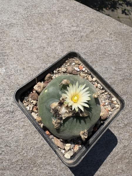 Lophophora fricii weiß blühend